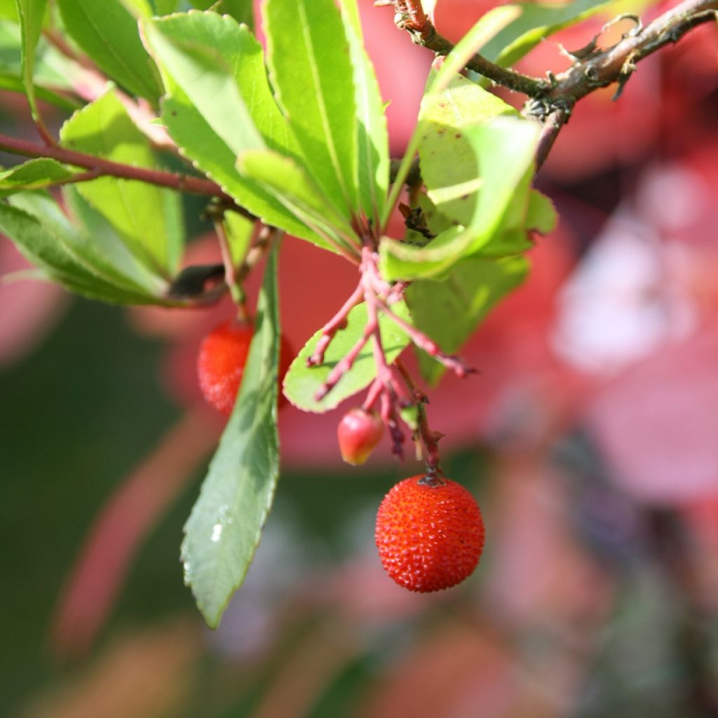 Arbutus unedo Rubra - Strawberry Tree