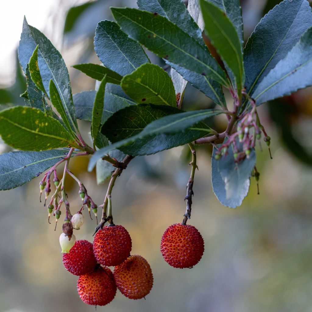 Arbutus unedo Rubra - Strawberry Tree