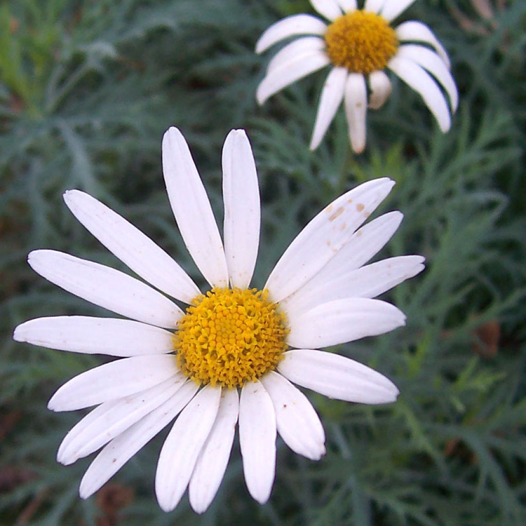 Argyranthemum gracile Chelsea Girl - Marguerite