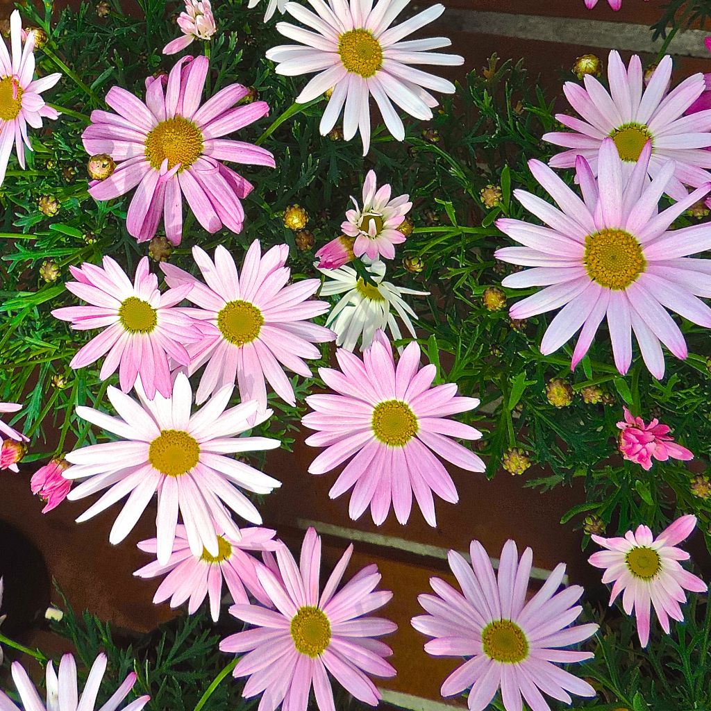 Argyranthemum Gills Pink - Marguerite