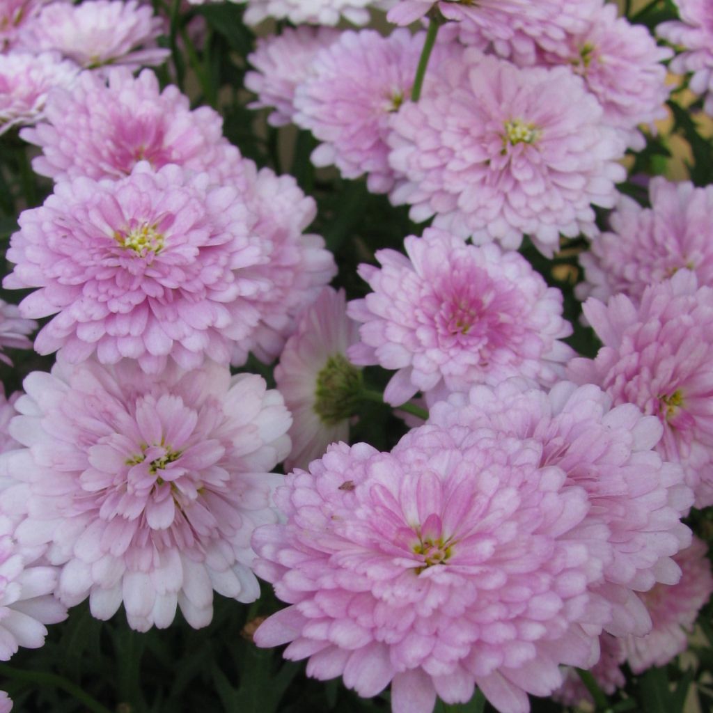 Argyranthemum Summer Melody - Marguerite