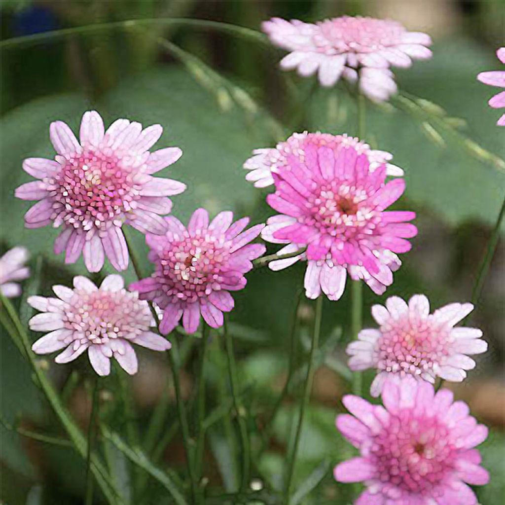 Argyranthemum Vancouver - Marguerite