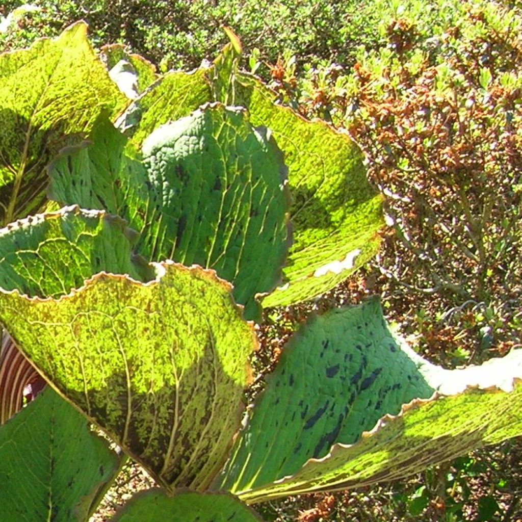 Arisaema elephas