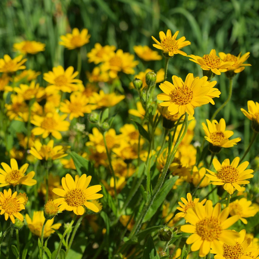 Arnica montana Bio