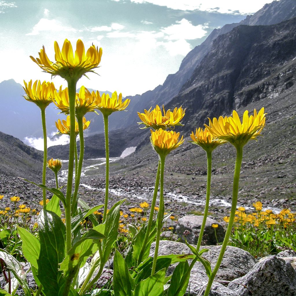 Arnica montana Bio