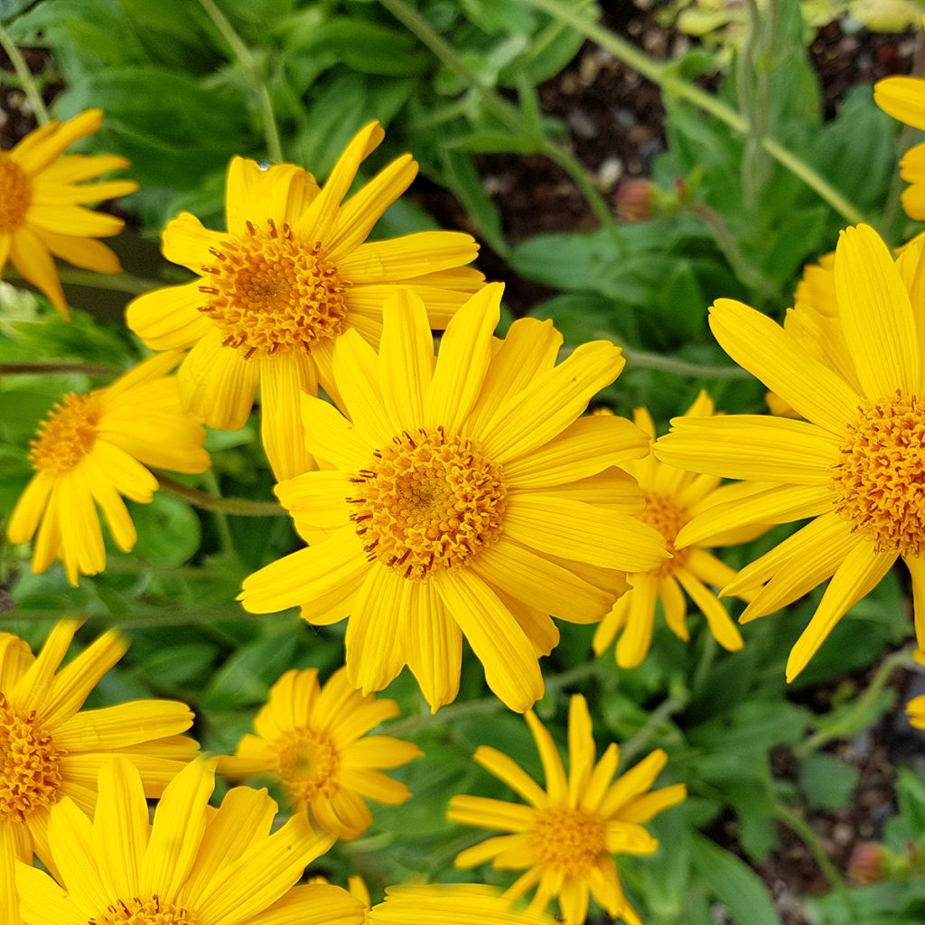 Arnica montana Bio