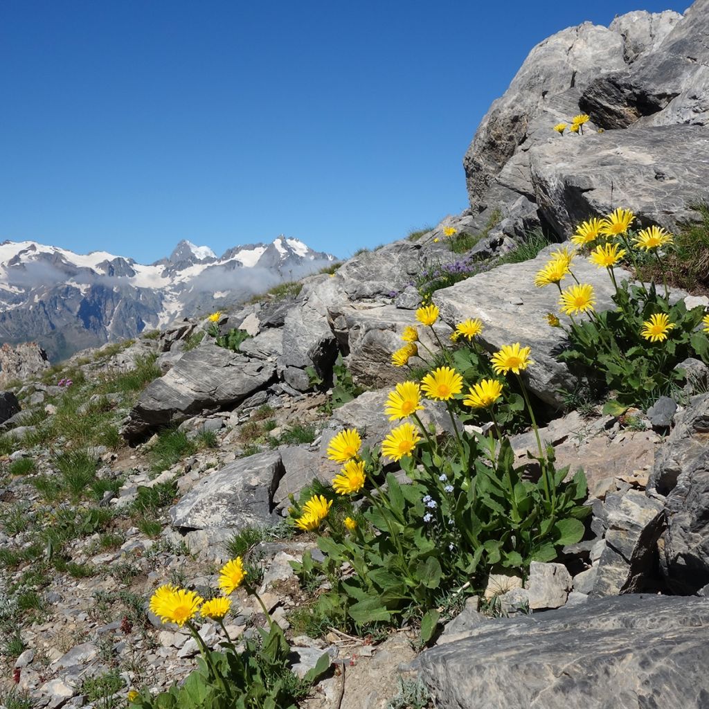 Arnica montana Bio