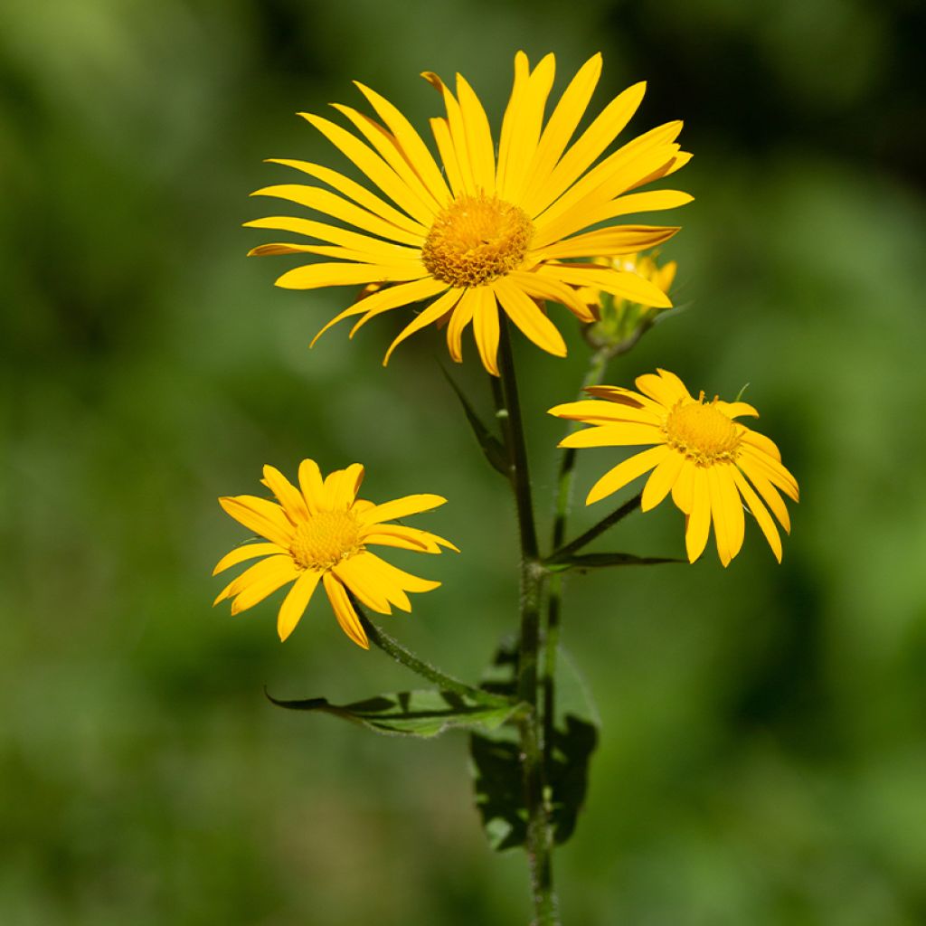 Arnica montana seeds - Mountain tobacco