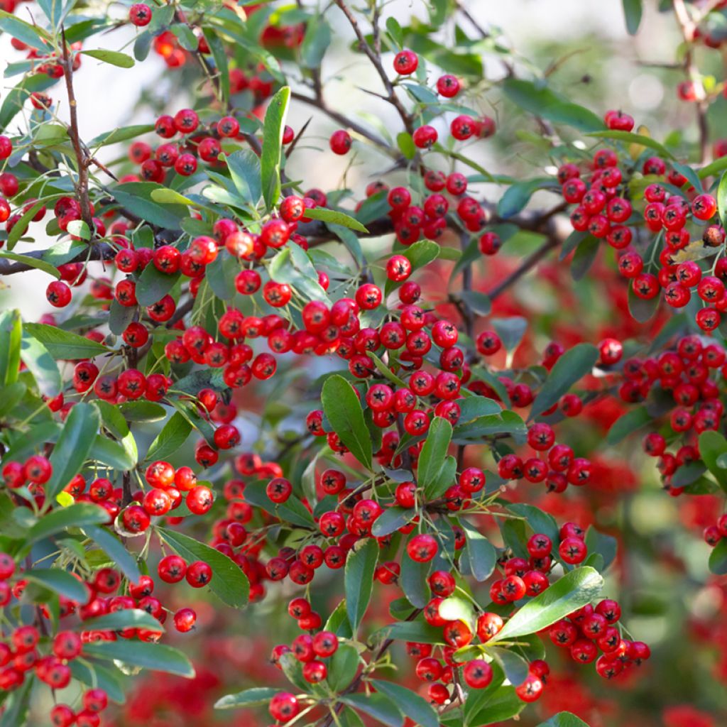 Aronia arbutifolia Brilliant