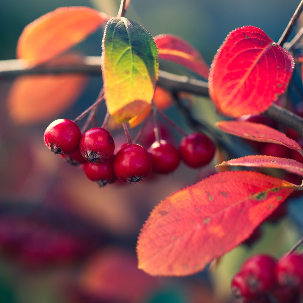 Aronia arbutifolia Brilliant