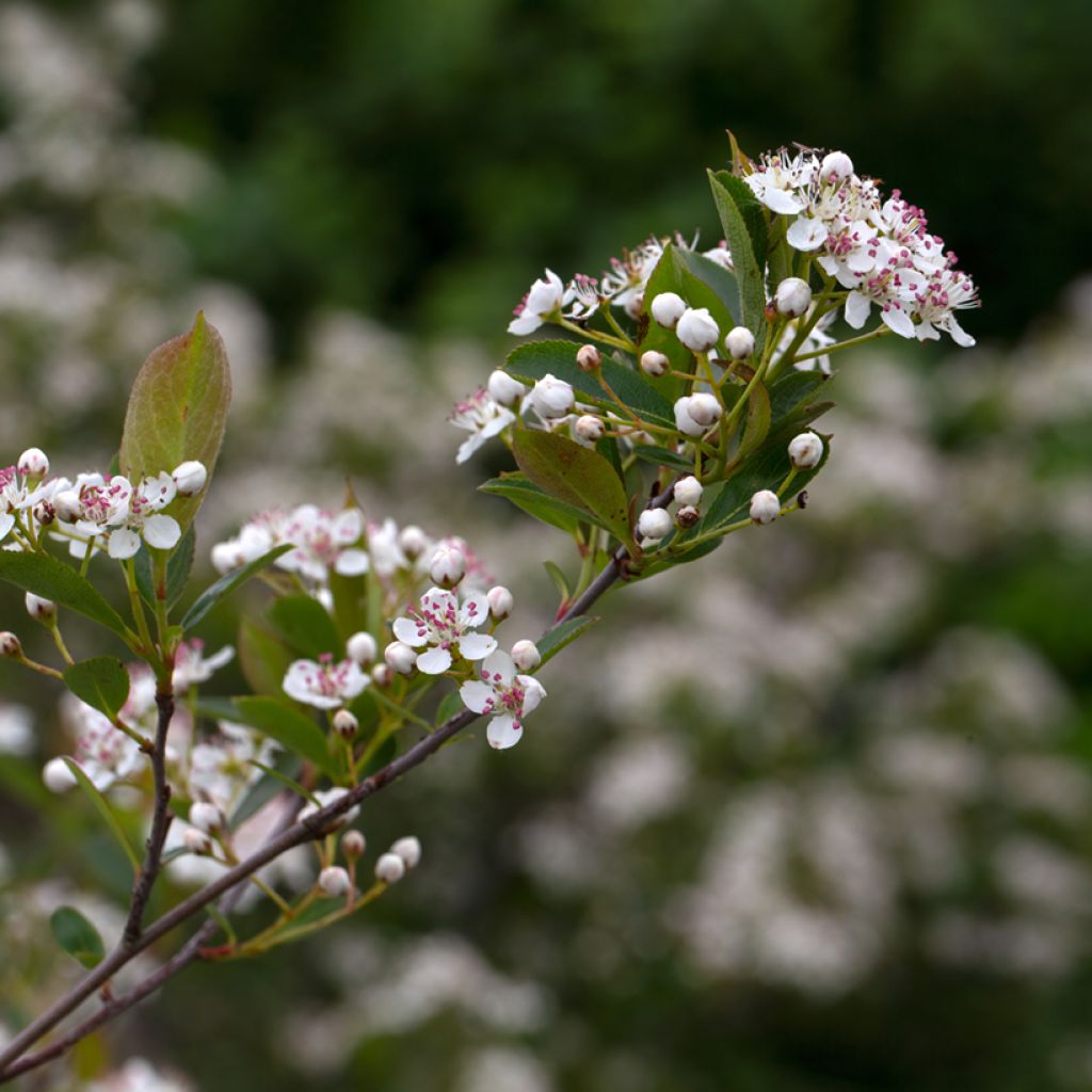 Aronia melanocarpa Hugin