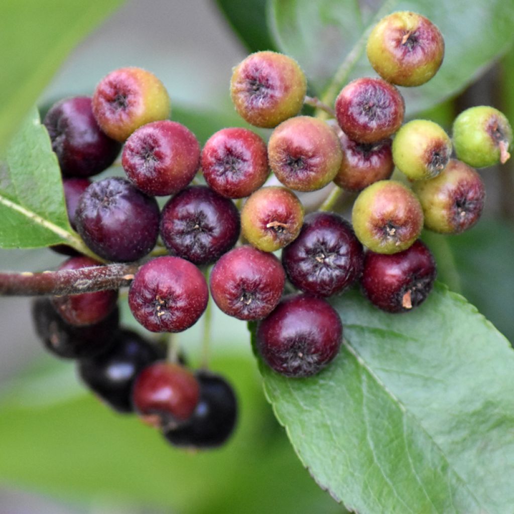 Aronia x prunifolia 'Nero' 