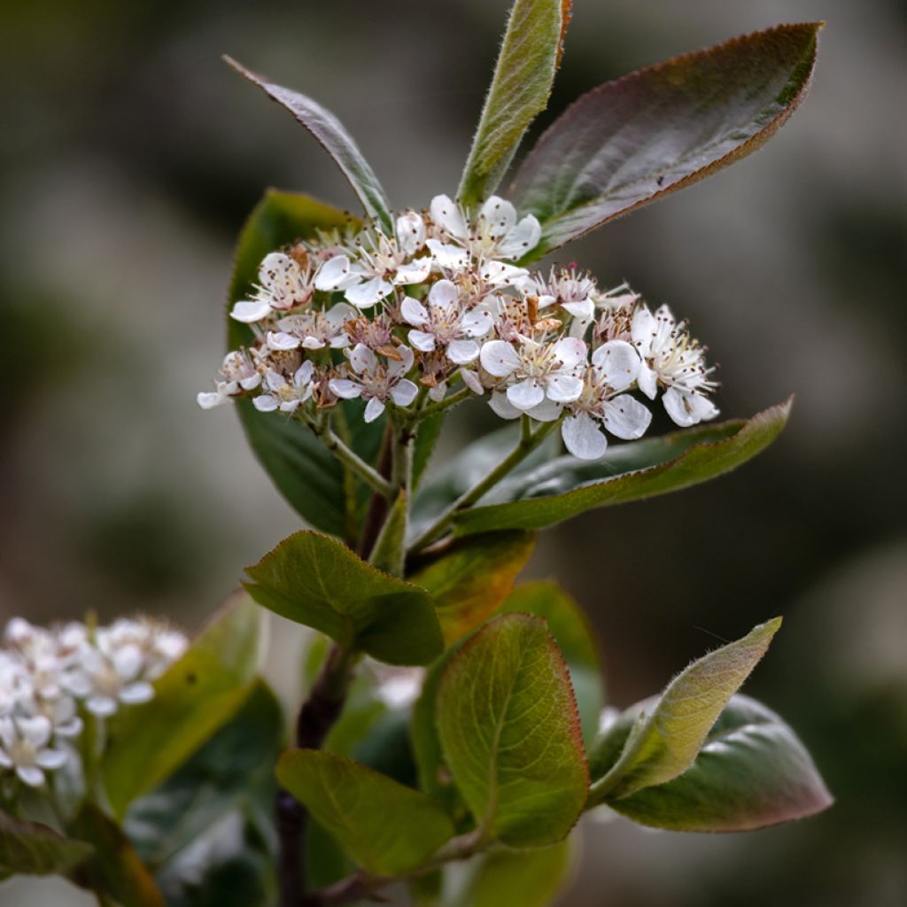 Aronia prunifolia Viking