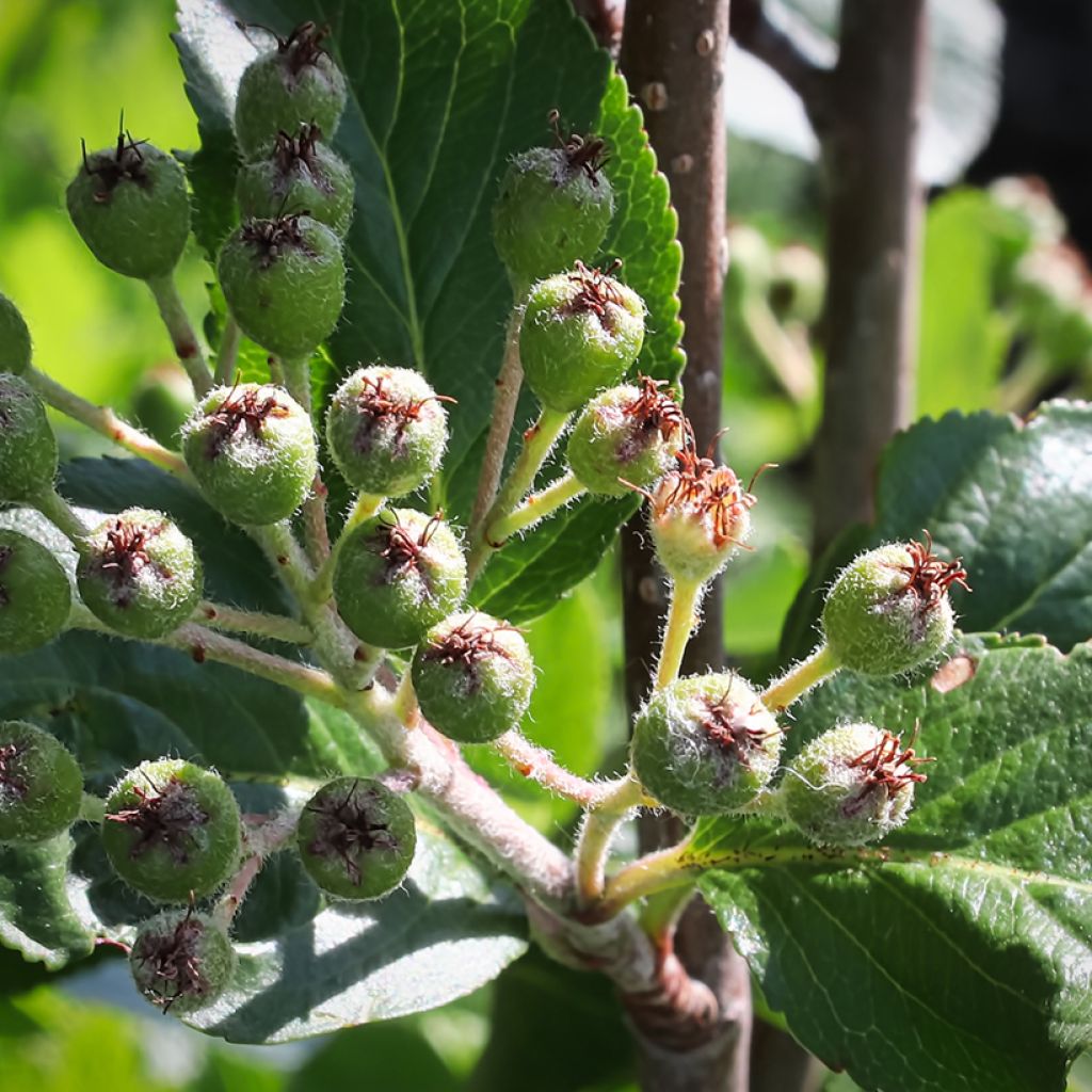 Aronia prunifolia Viking