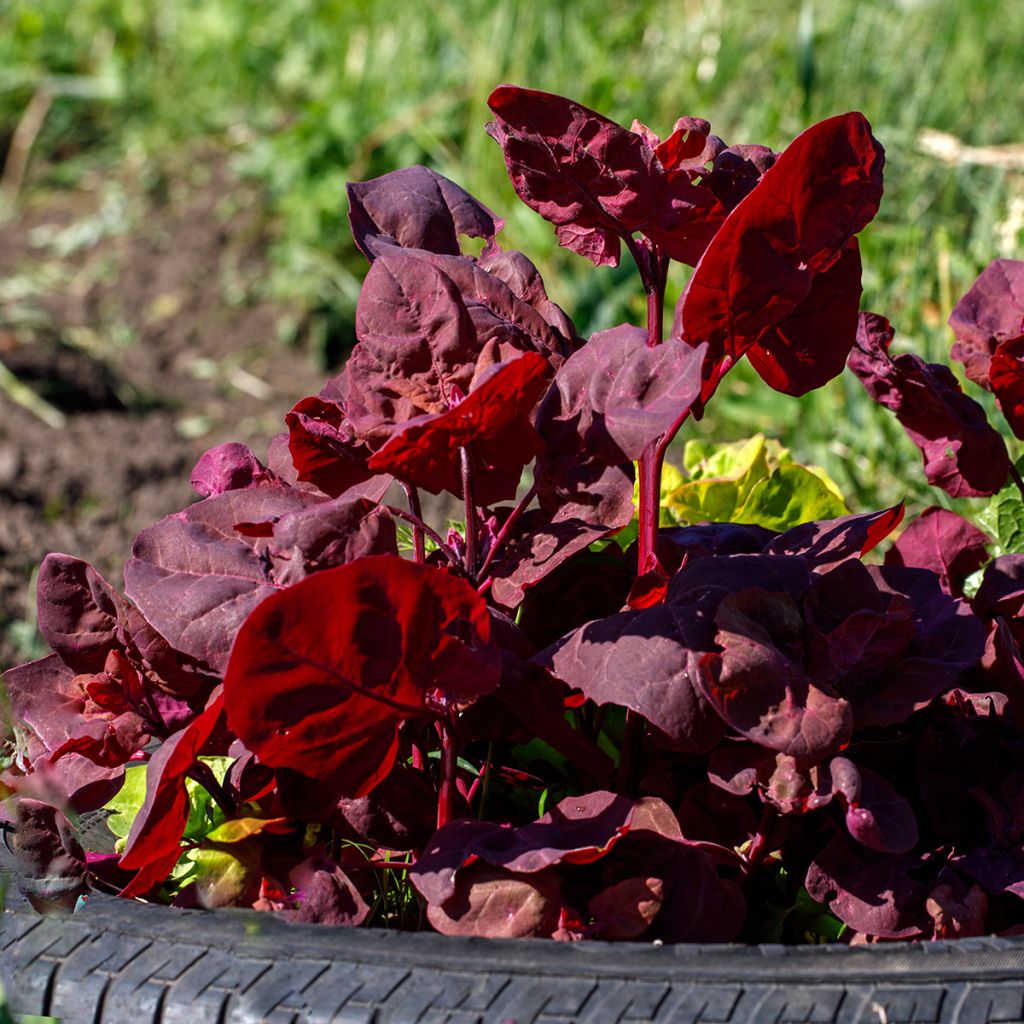 Red Orach