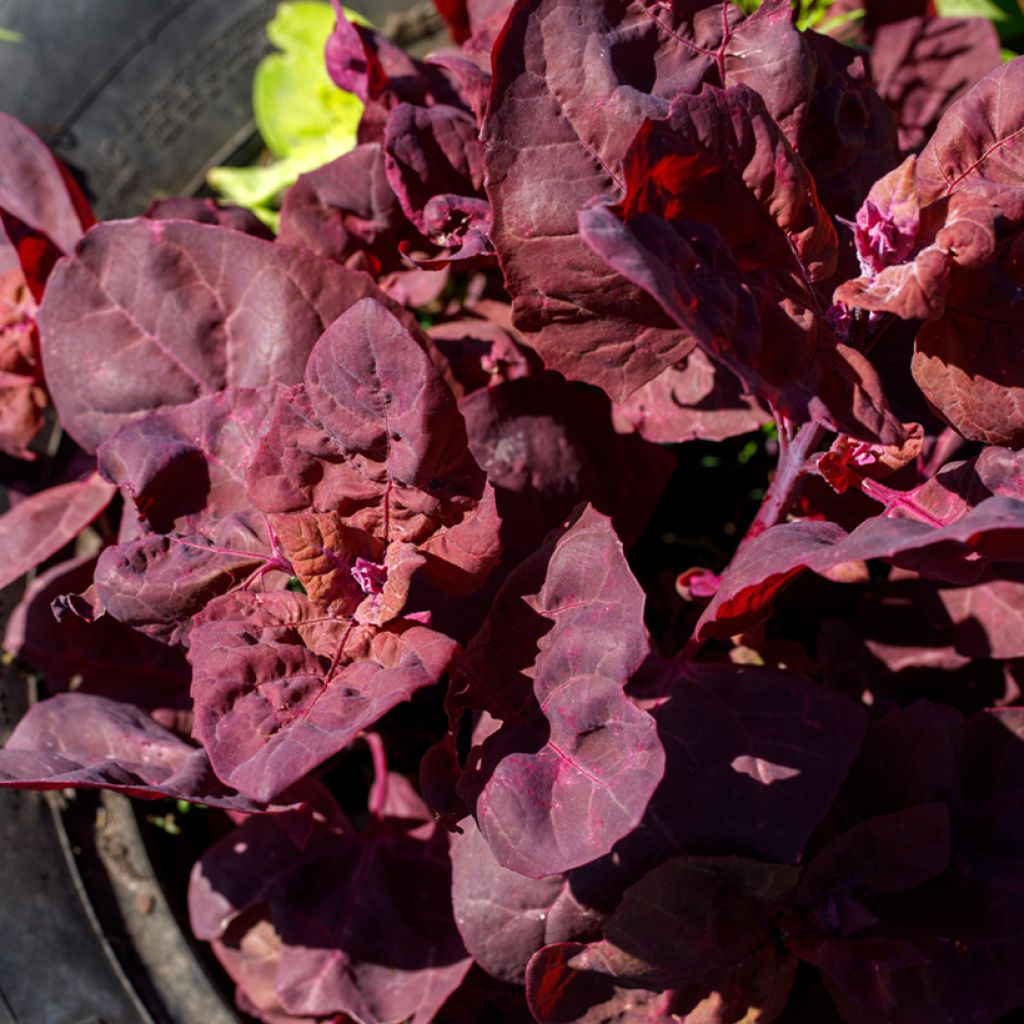 Red Orach