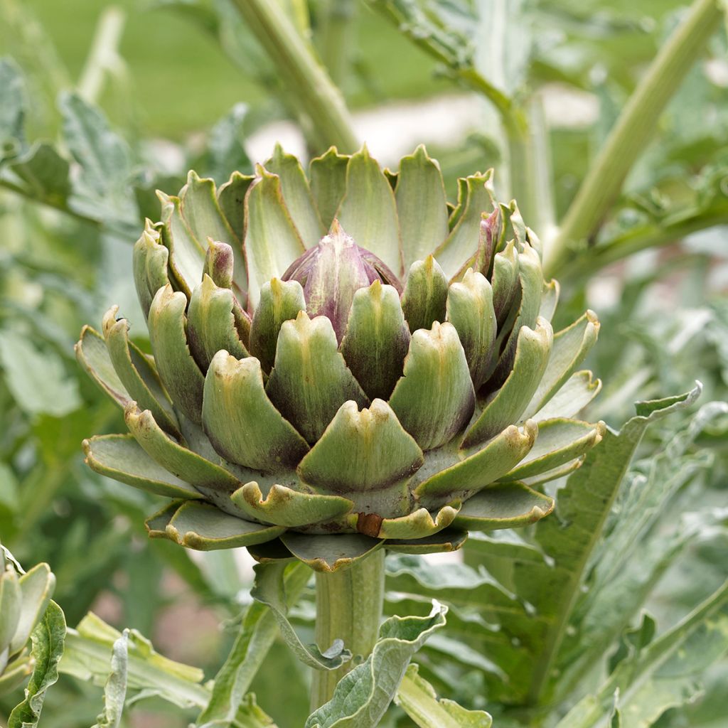 Artichoke Gros vert de Laon - Cynara scolymus