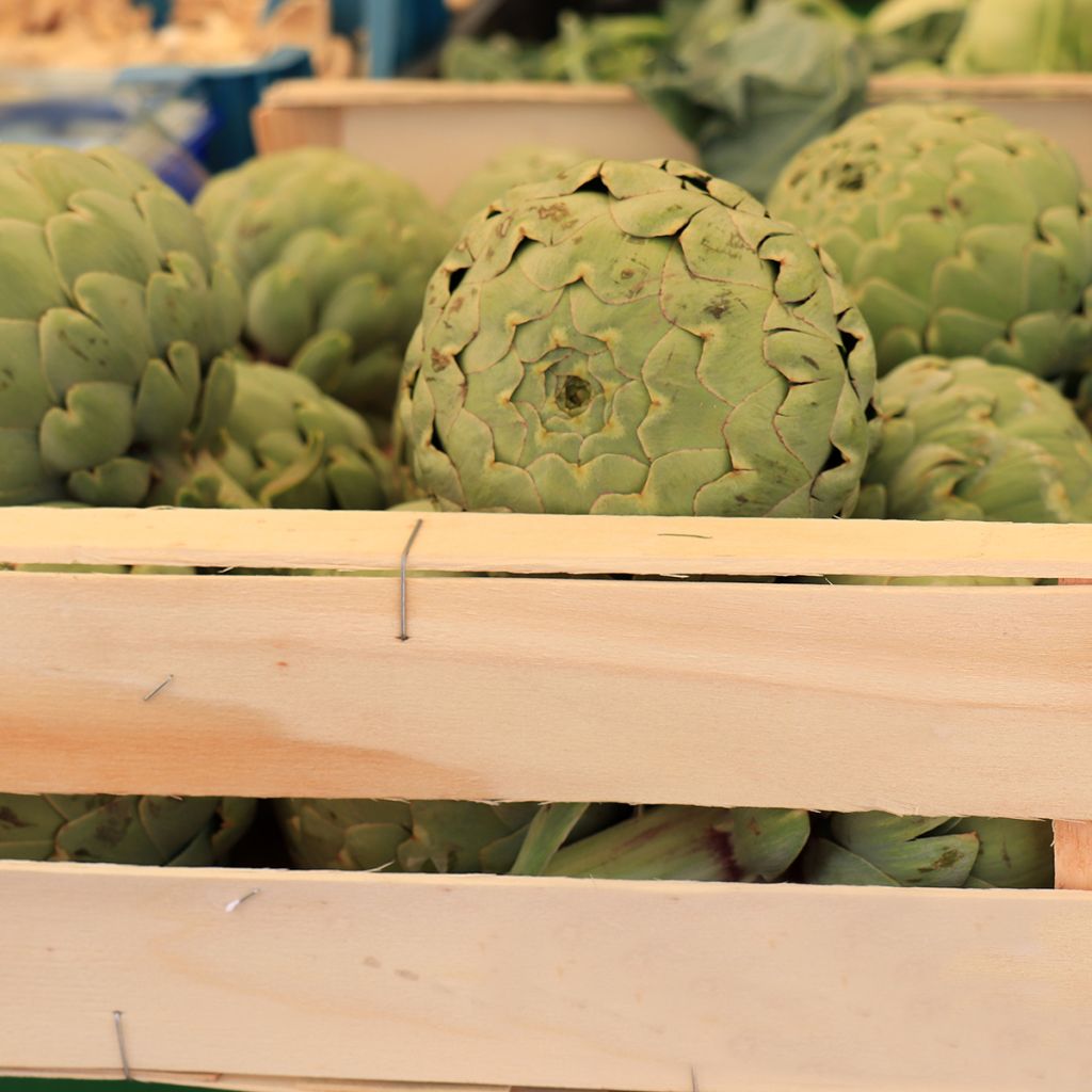 Artichoke Vert de Provence - Cynara scolymus