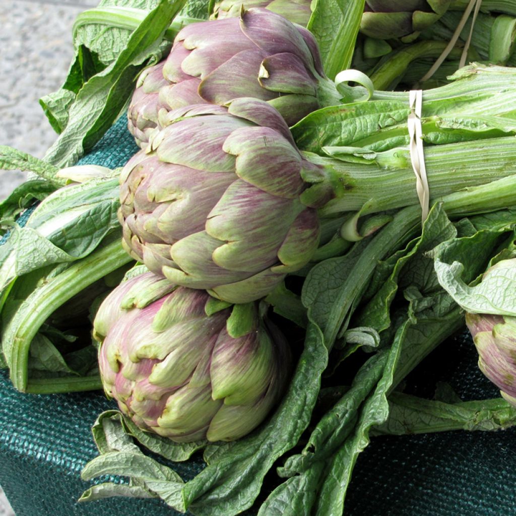 Artichoke Violet de Provence plants - Cynara scolymus