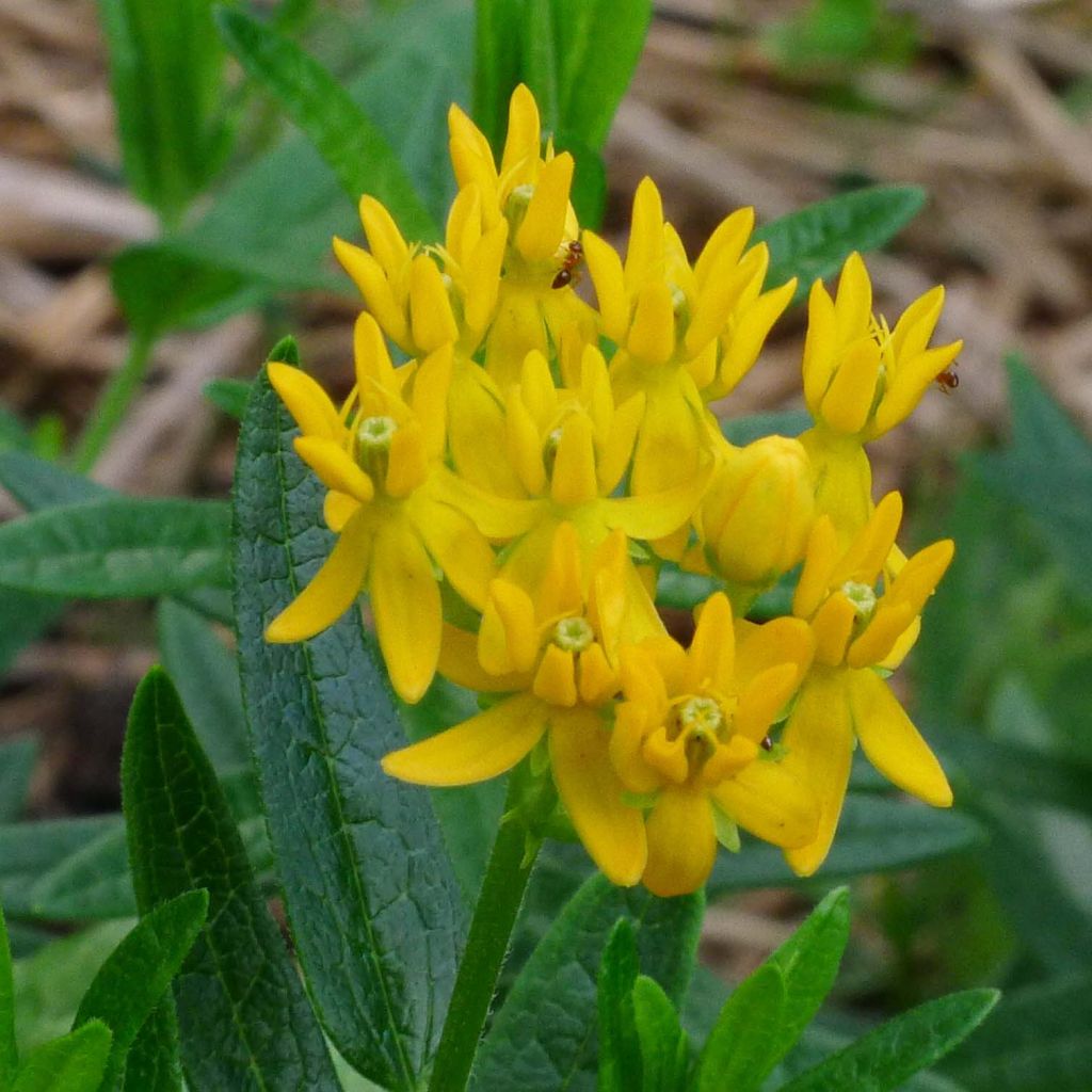 Asclepias tuberosa Jaune - Asclépiade tubéreuse