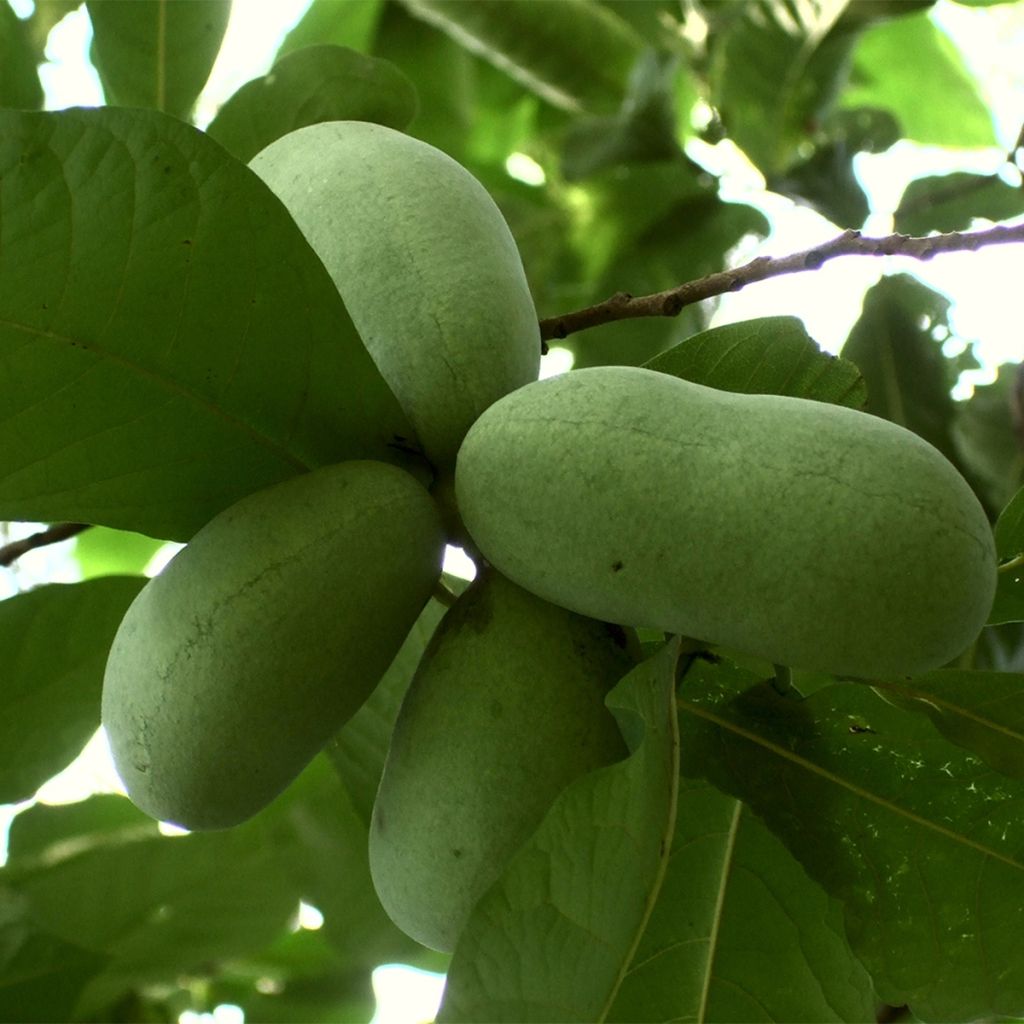 Asimina triloba Overleese - Pawpaw