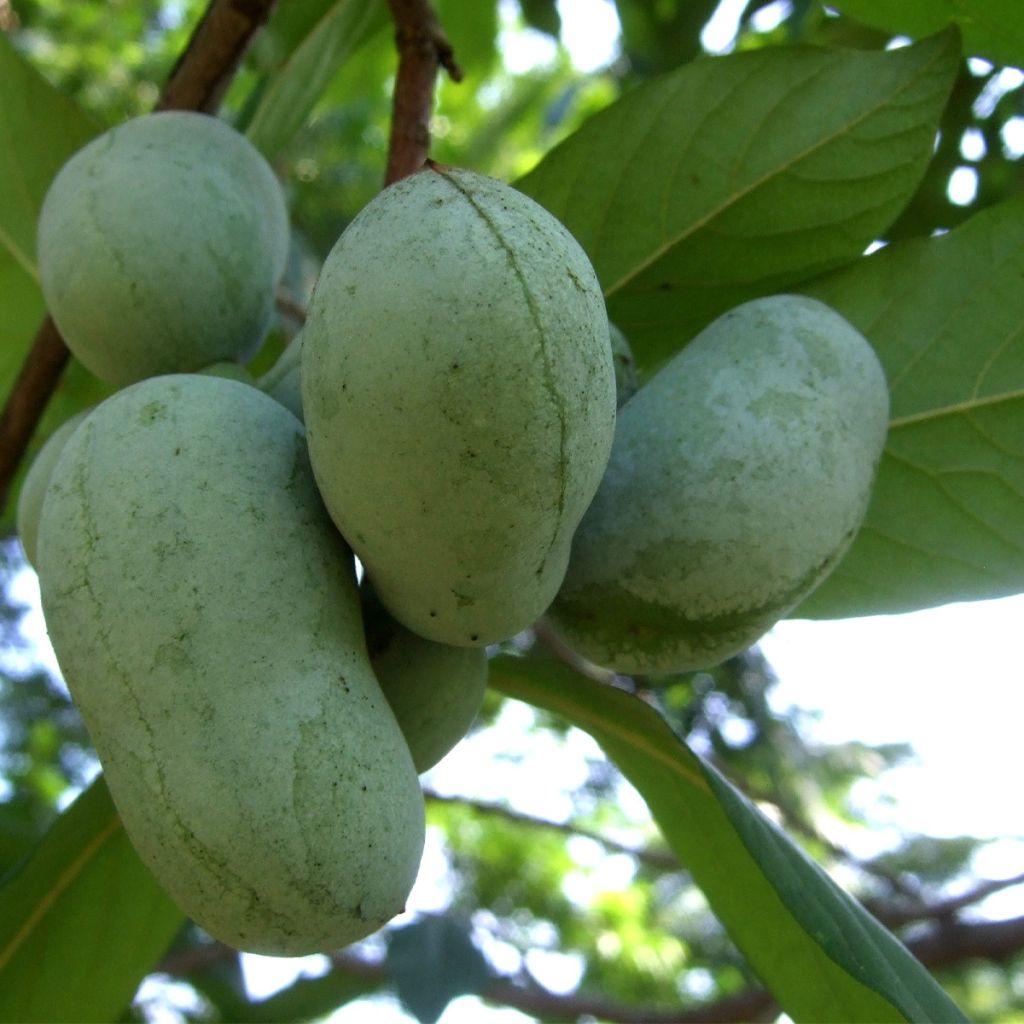 Asimina triloba Overleese - Pawpaw