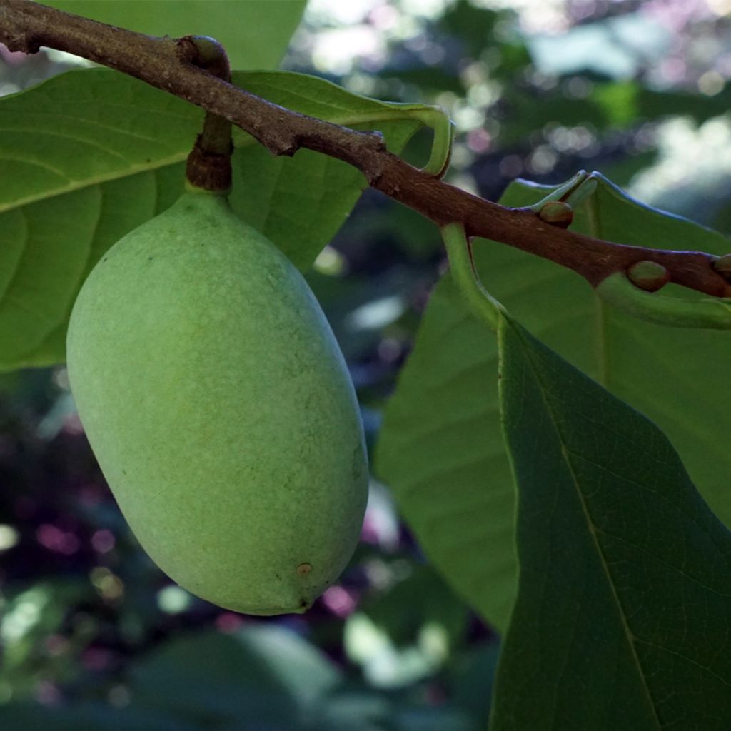 Asimina triloba Overleese - Pawpaw