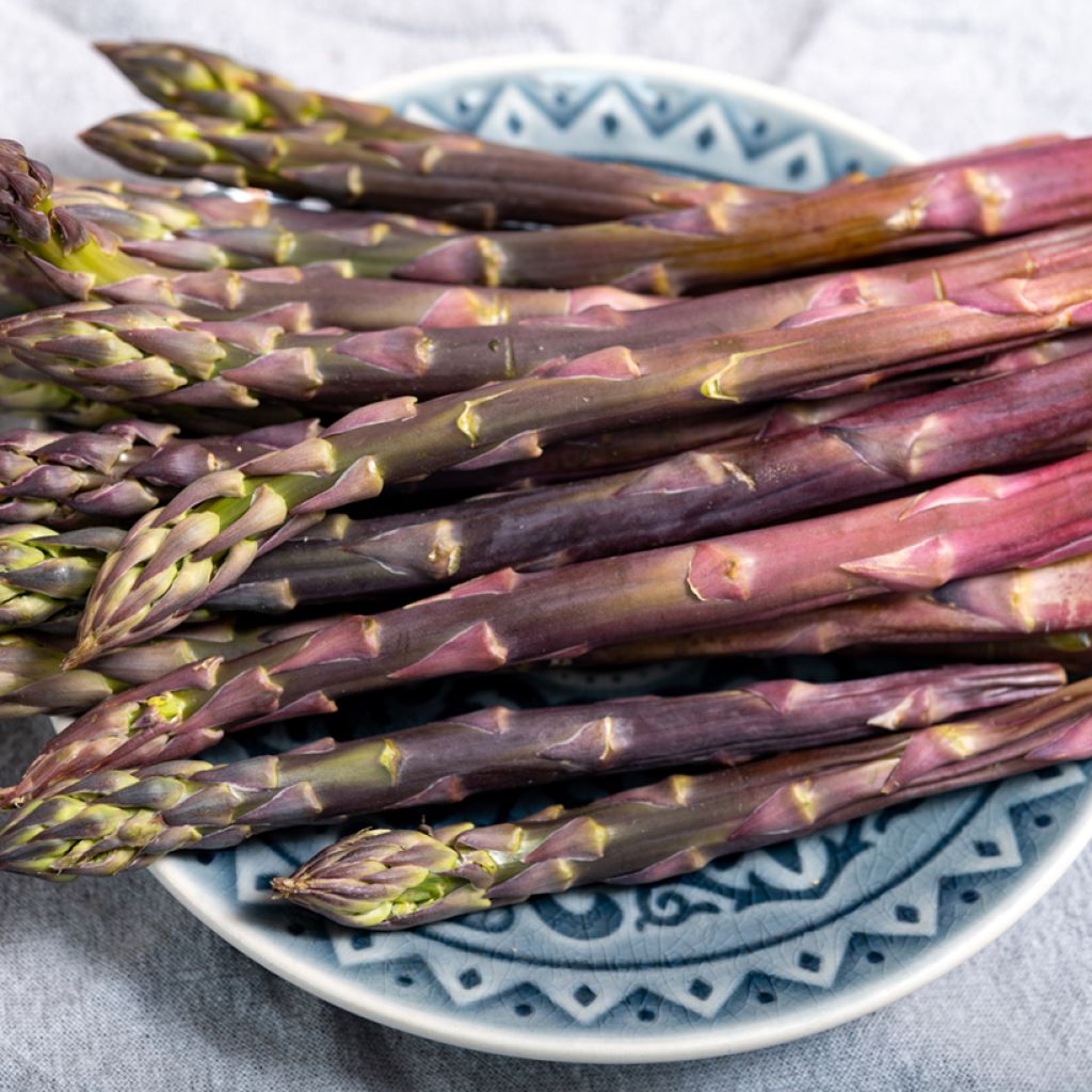 Rosalie Asparagus crowns - Asparagus officinalis