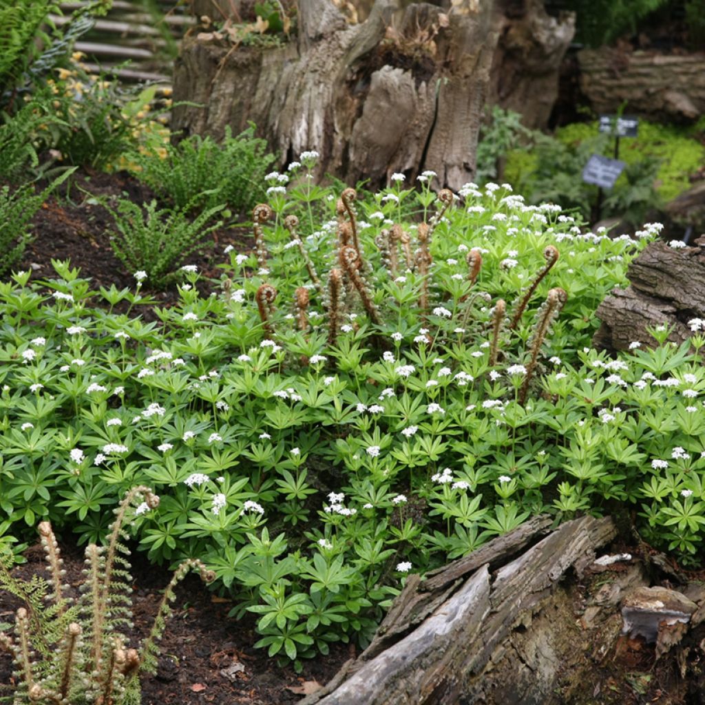 Galium odoratum