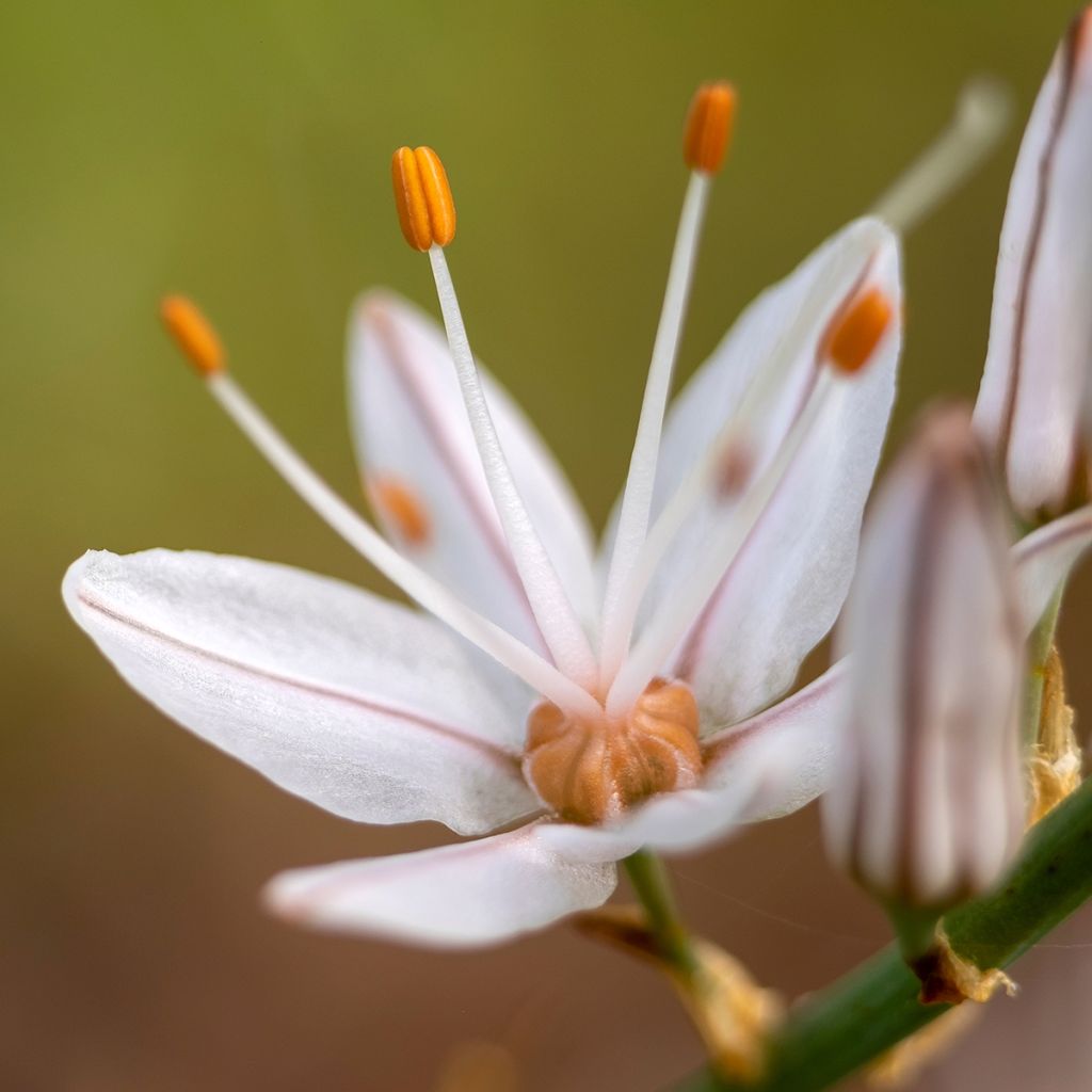 Asphodelus albus