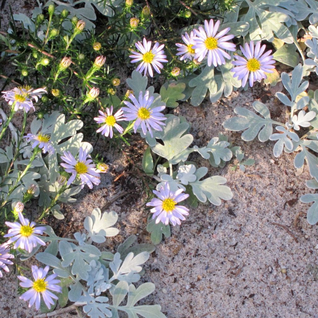 Ionactis linariifolia - Aster