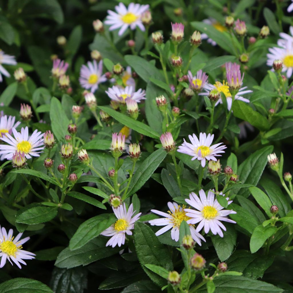 Aster ageratoides Stardust