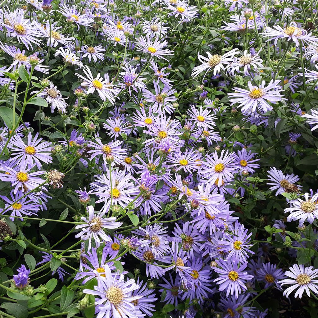 Aster laevis - Giant Autumn Aster