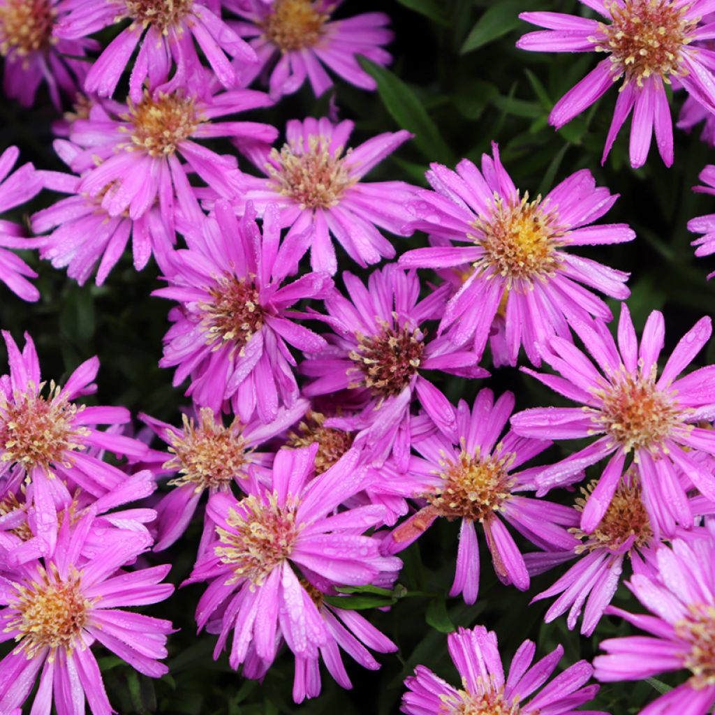 Aster novi-belgii Karmin Kuppel