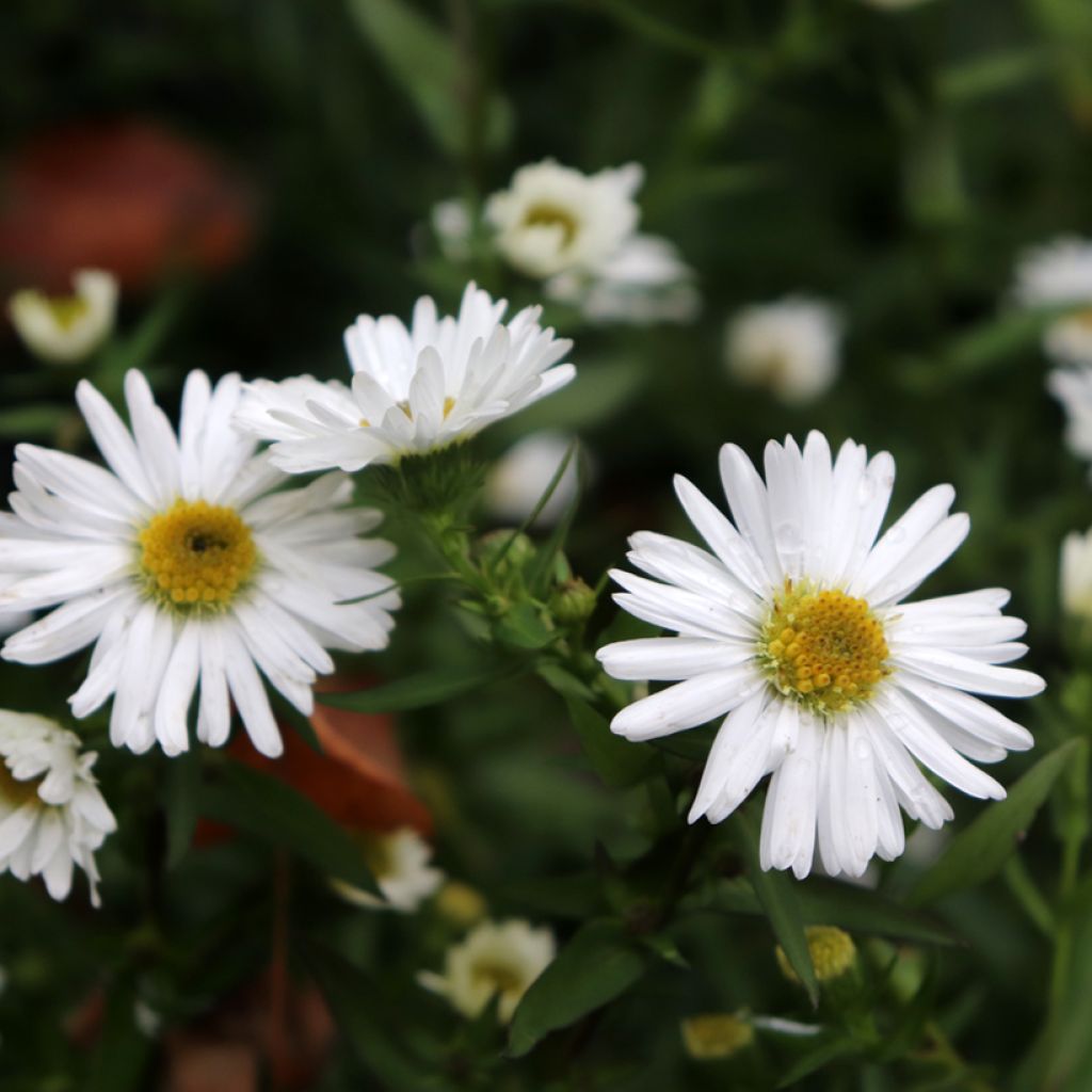 Aster novi-belgii White Ladies