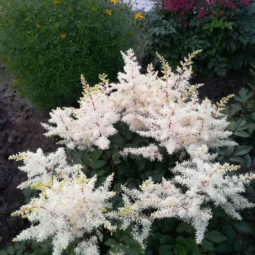 Astilbe Rock and Roll
