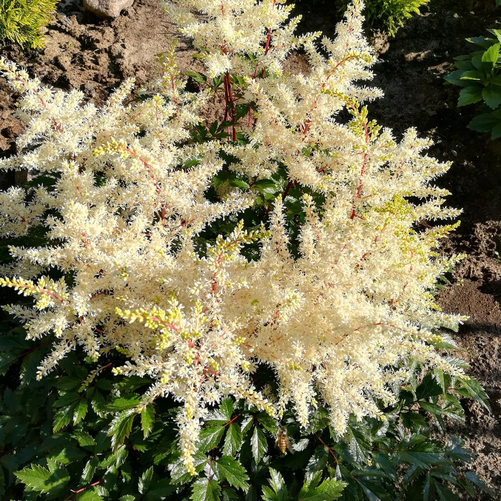 Astilbe Rock and Roll