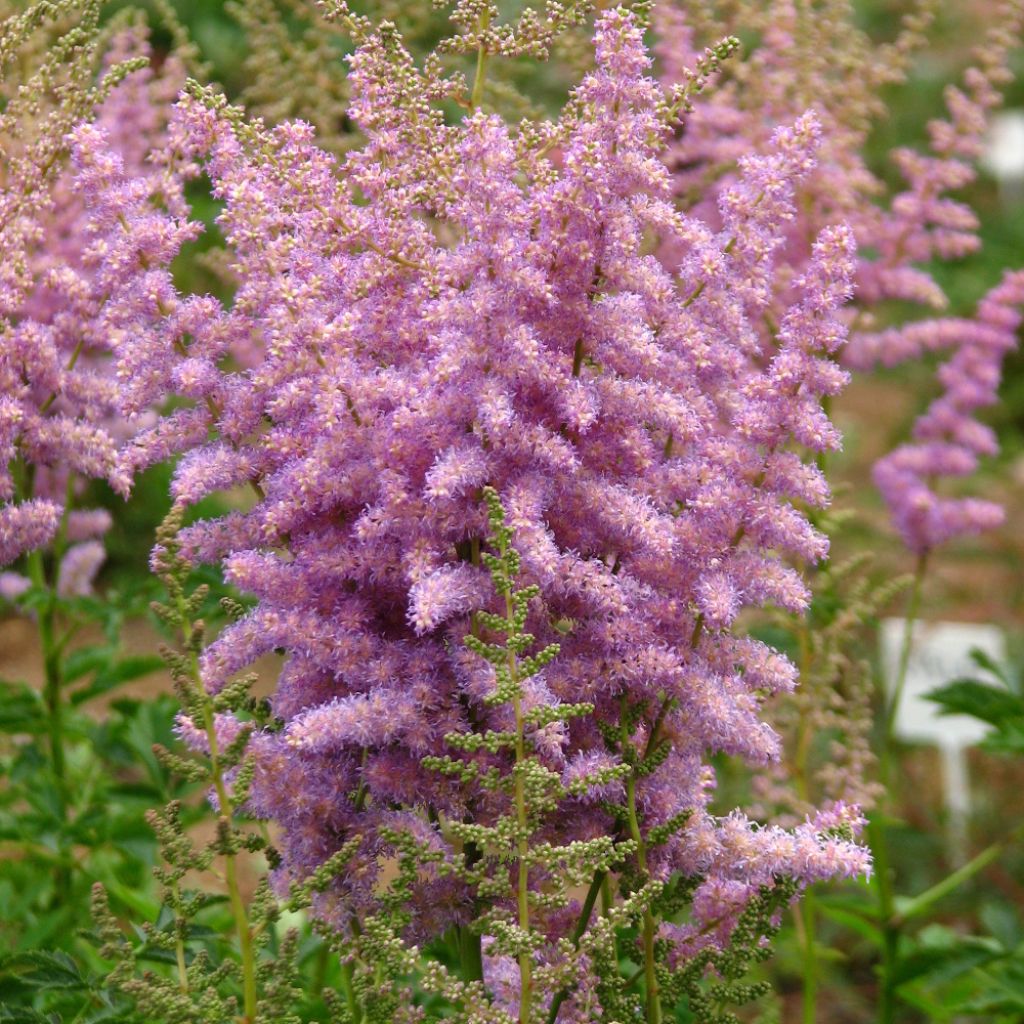 Astilbe chinensis var. davidii - Chinese Astilbe