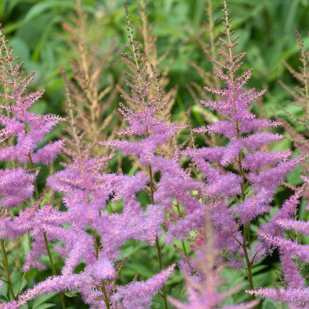 Astilbe myriantha