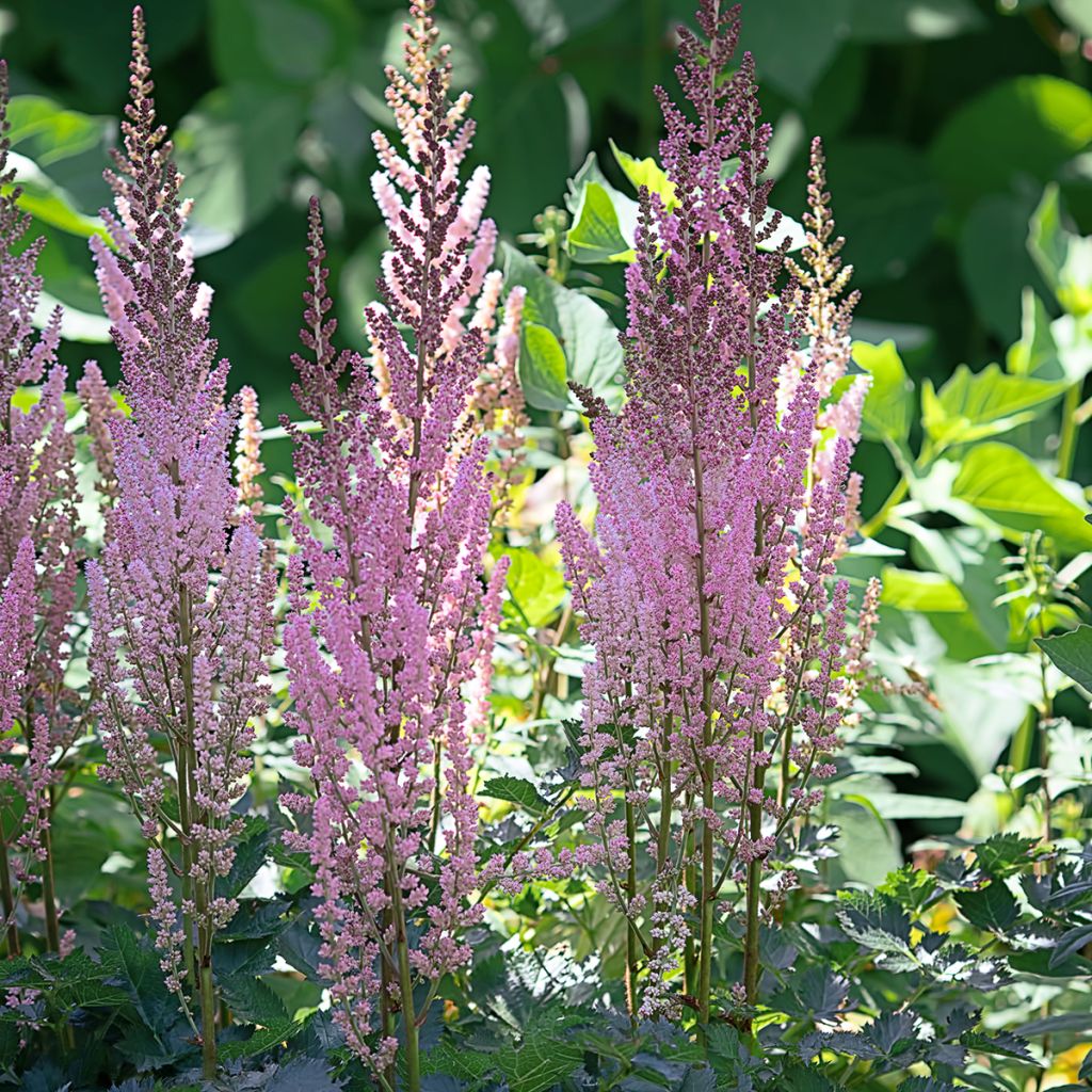 Astilbe rivularis var. myriantha - False Spirea