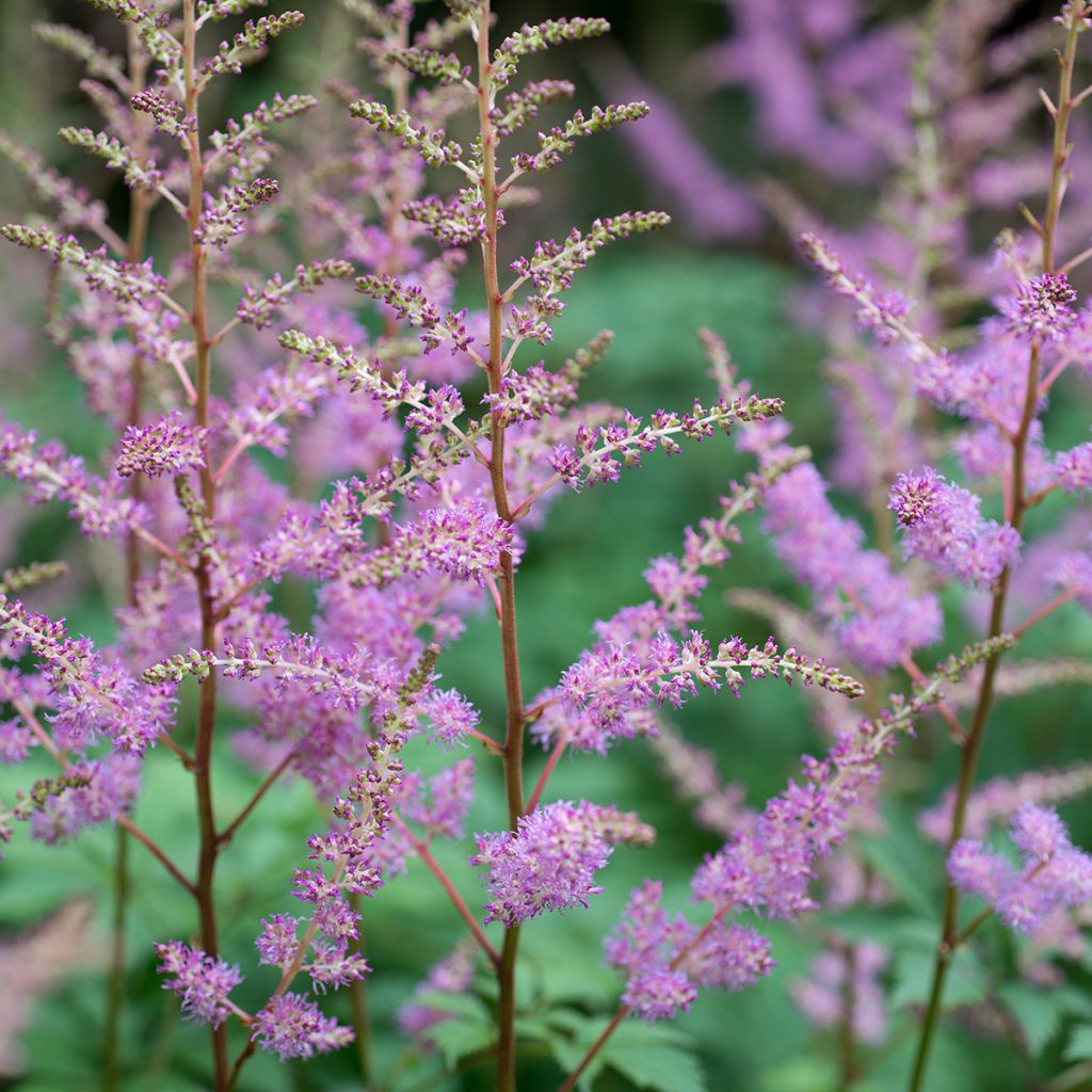 Astilbe rivularis var. myriantha - False Spirea