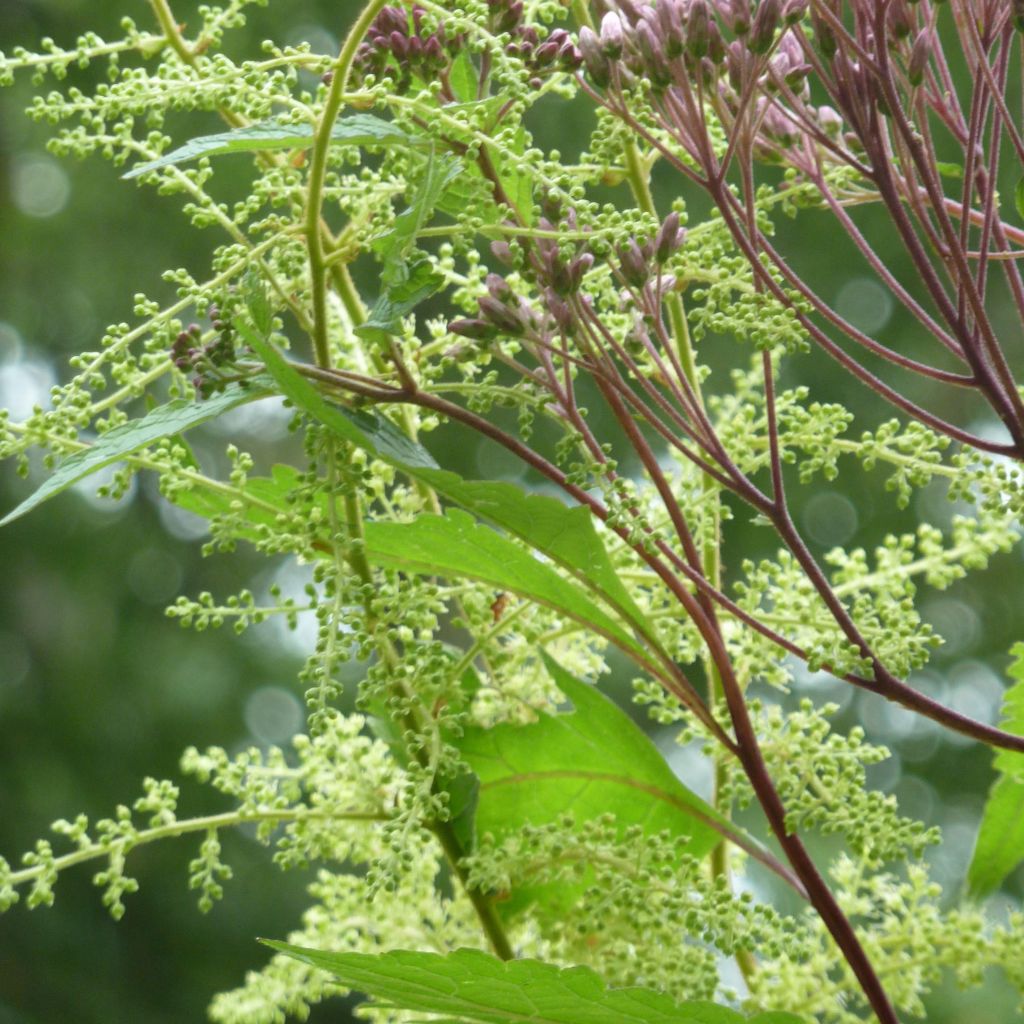 Astilbe rivularis - False Spirea