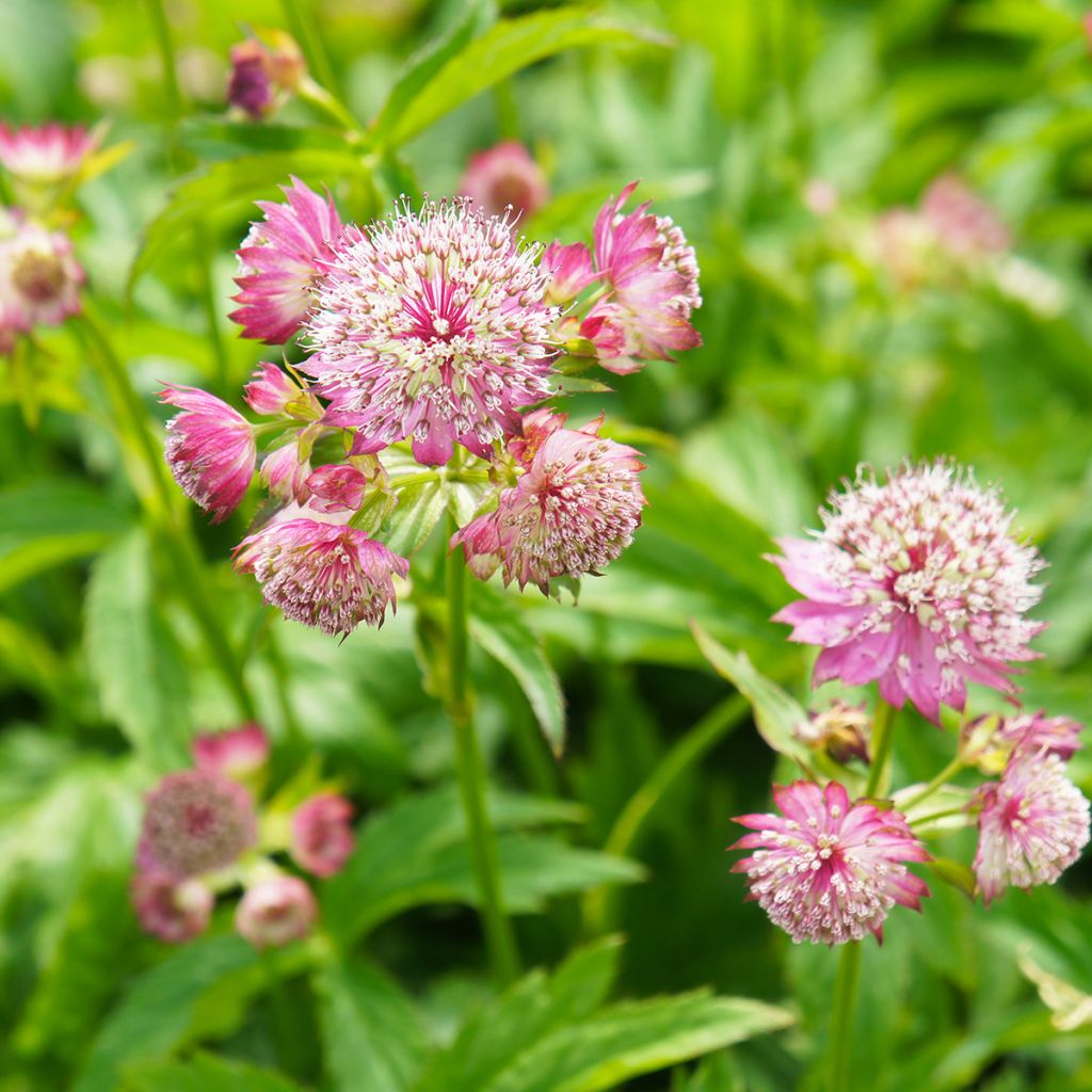 Astrantia major Ruby Cloud - Masterwort