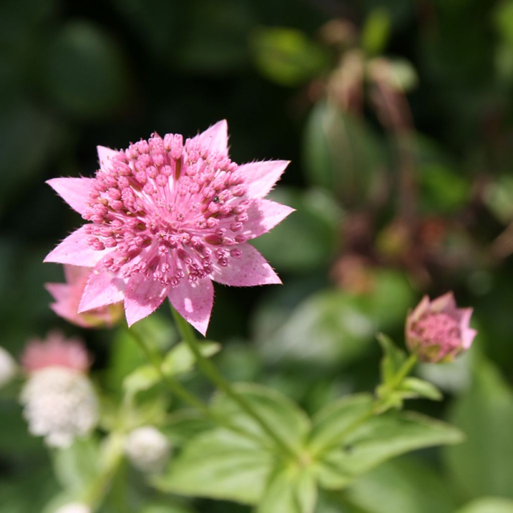 Astrantia maxima