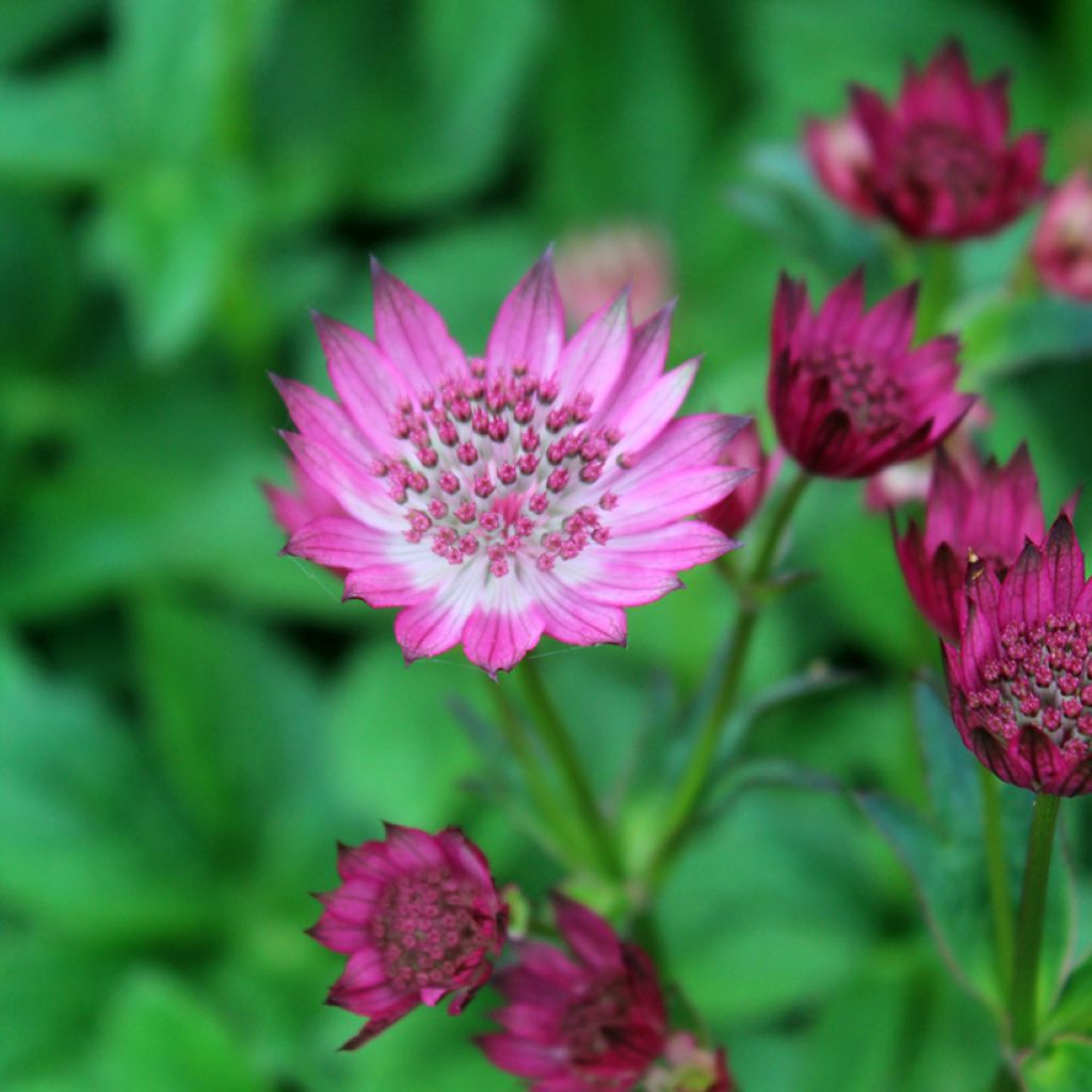 Astrantia major Venice - Masterwort