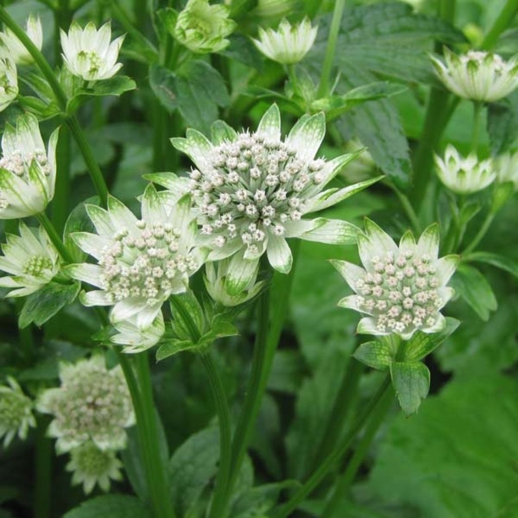 Astrantia major Star of Billion - Masterwort