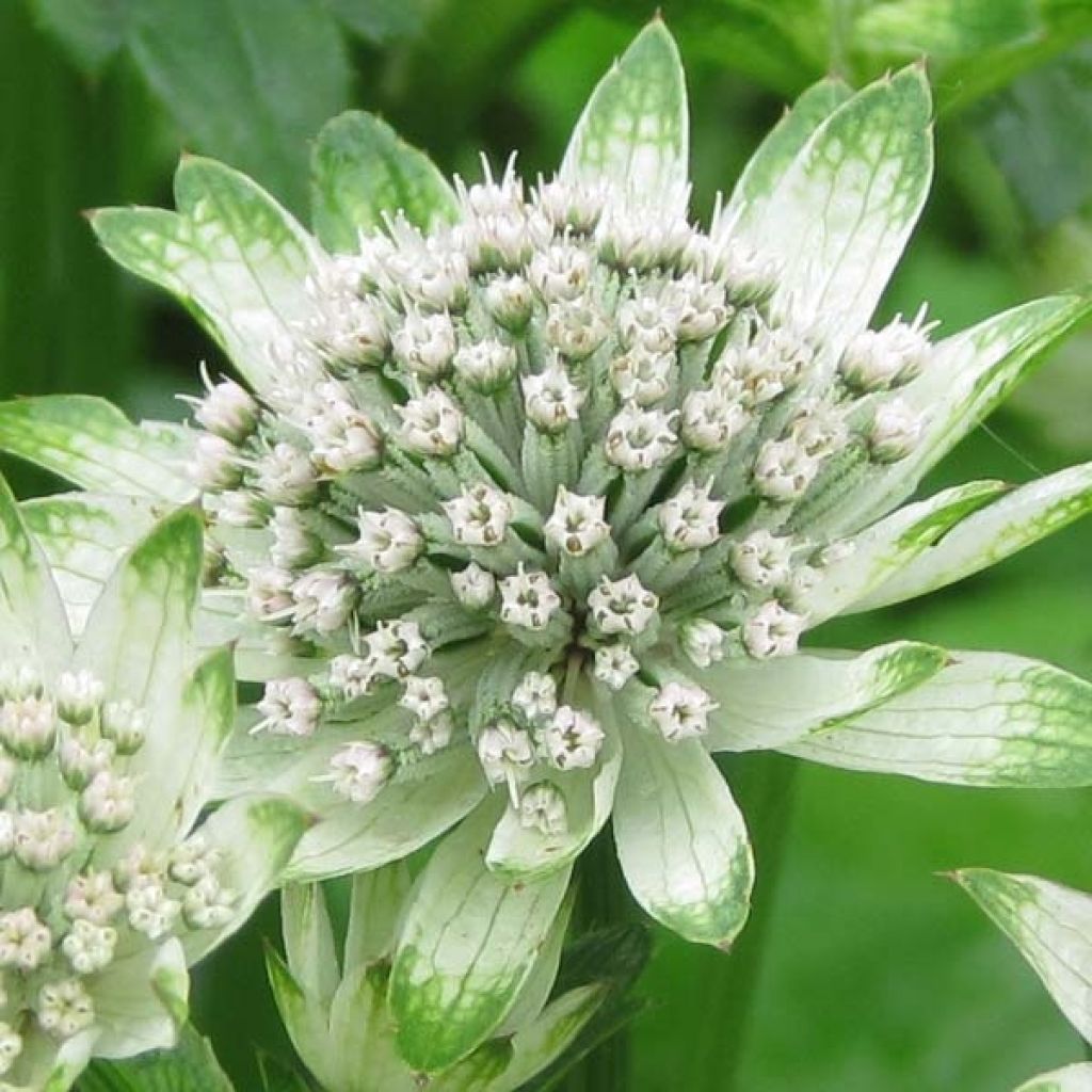 Astrantia major Star of Billion - Masterwort