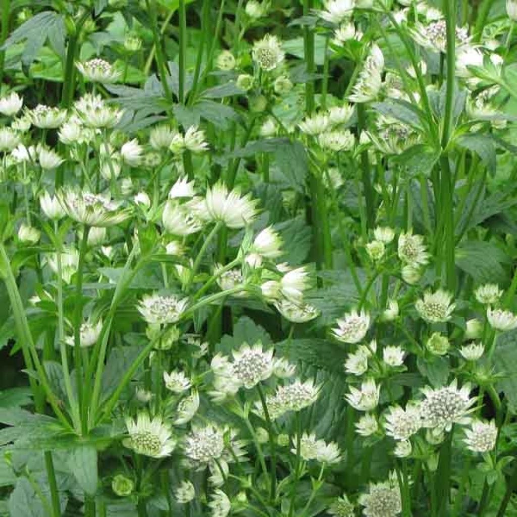 Astrantia major Star of Billion - Masterwort