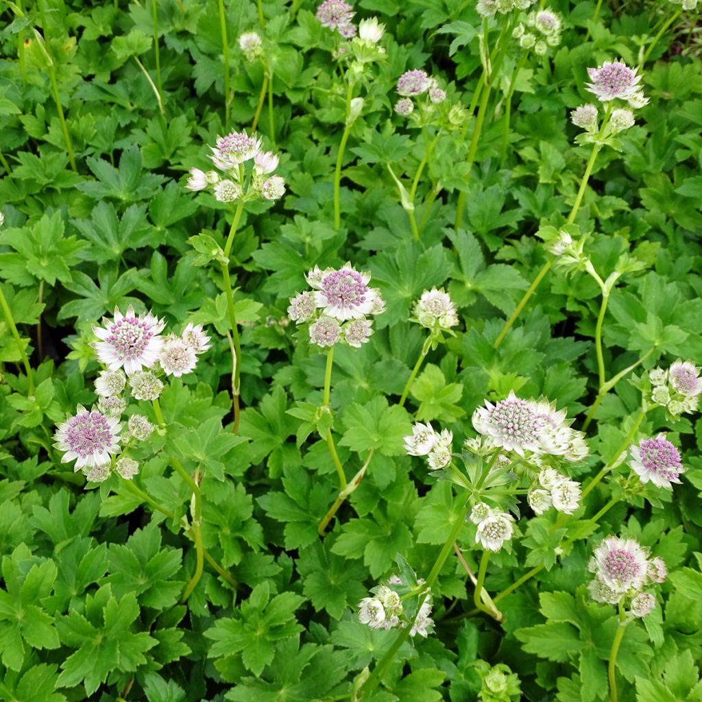 Astrantia major Star of Billion - Masterwort