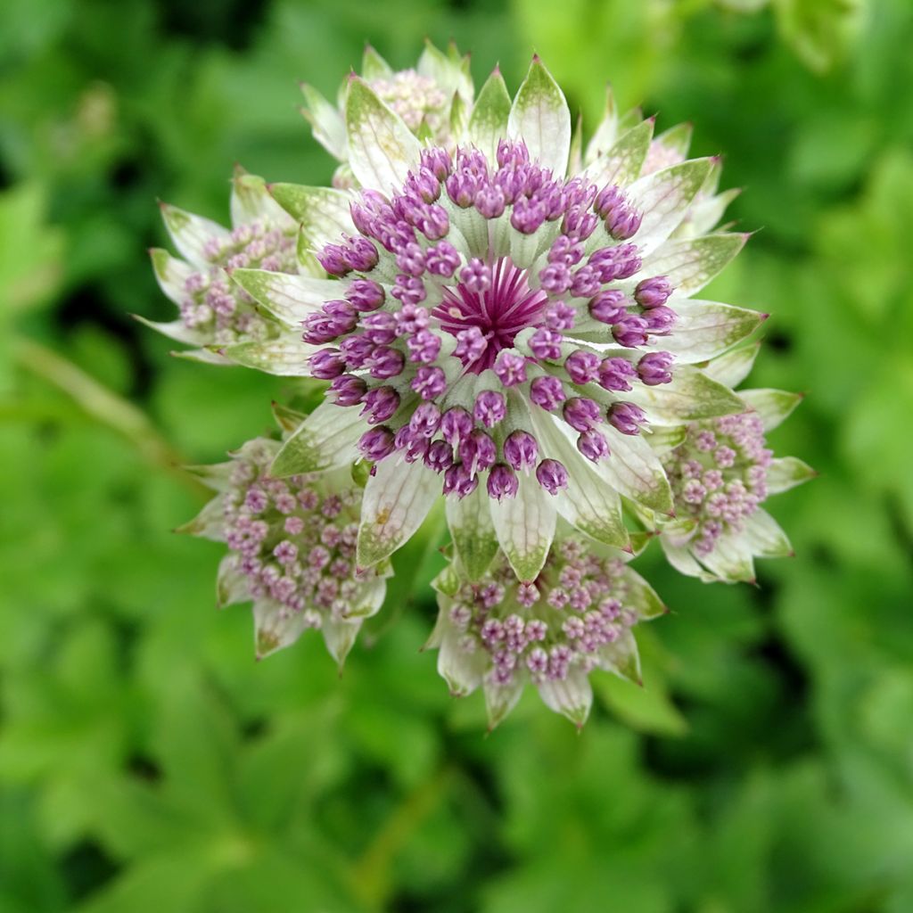 Astrantia major Star of Billion - Masterwort